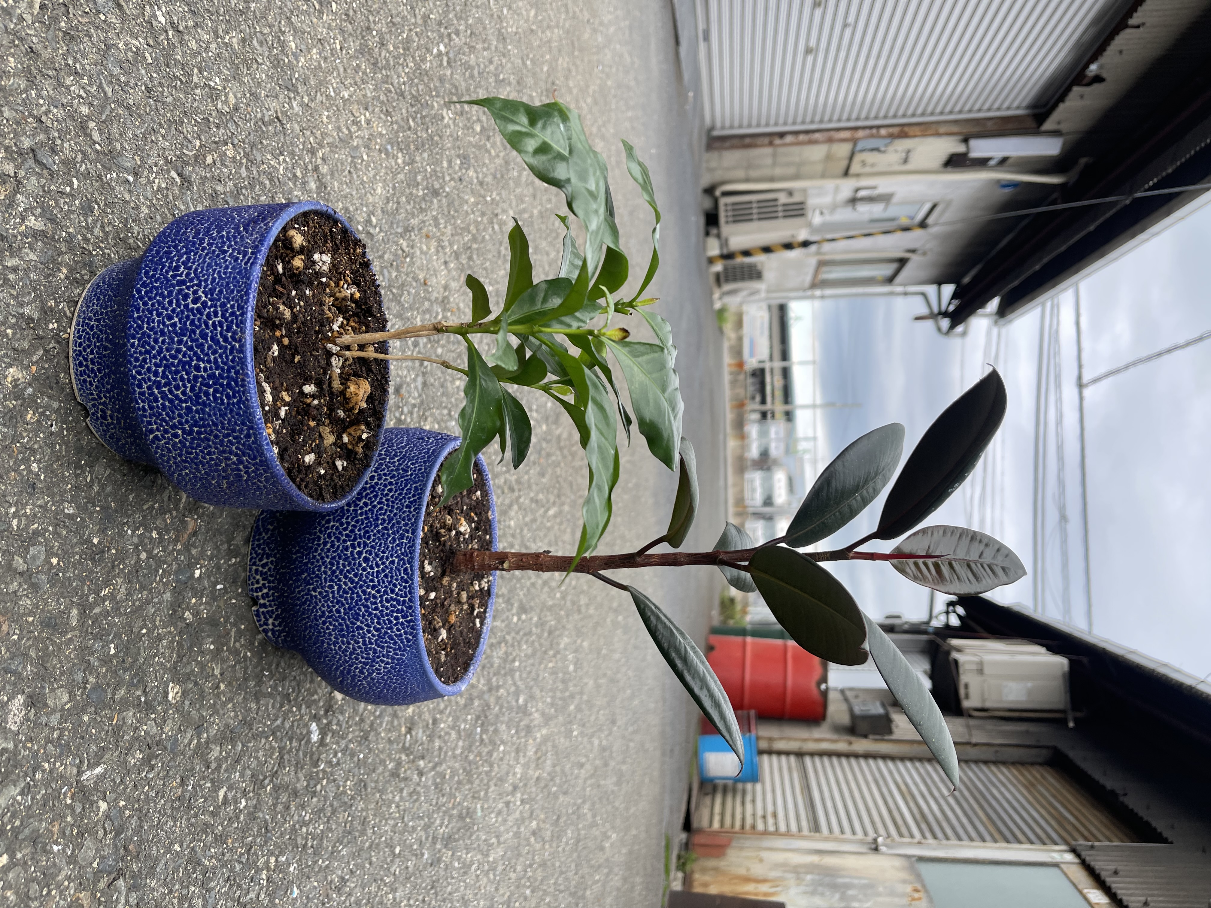 木下萌珠